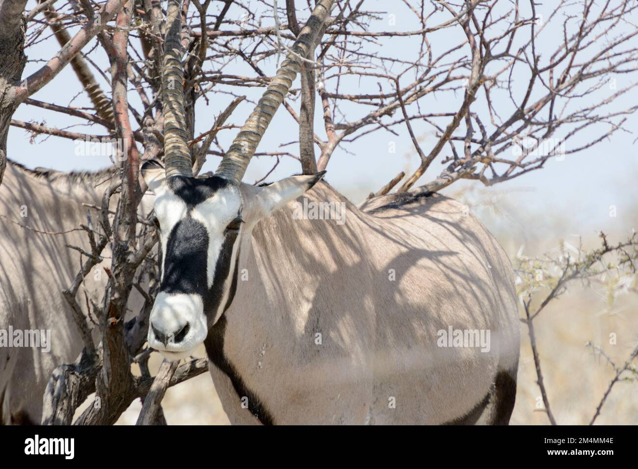 Oryx, gemsbok, gemsbuck ou oryx sud-africain (Oryx gazella), debout à l'ombre d'un arbre dans le parc national d'Etosha, Namibie, Afrique du Sud-Ouest Banque D'Images