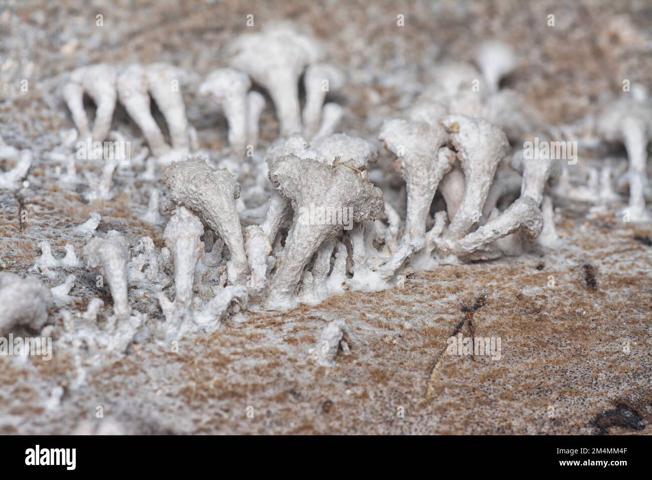 les champignons sauvages en forme d'entonnoir brun clair. Banque D'Images