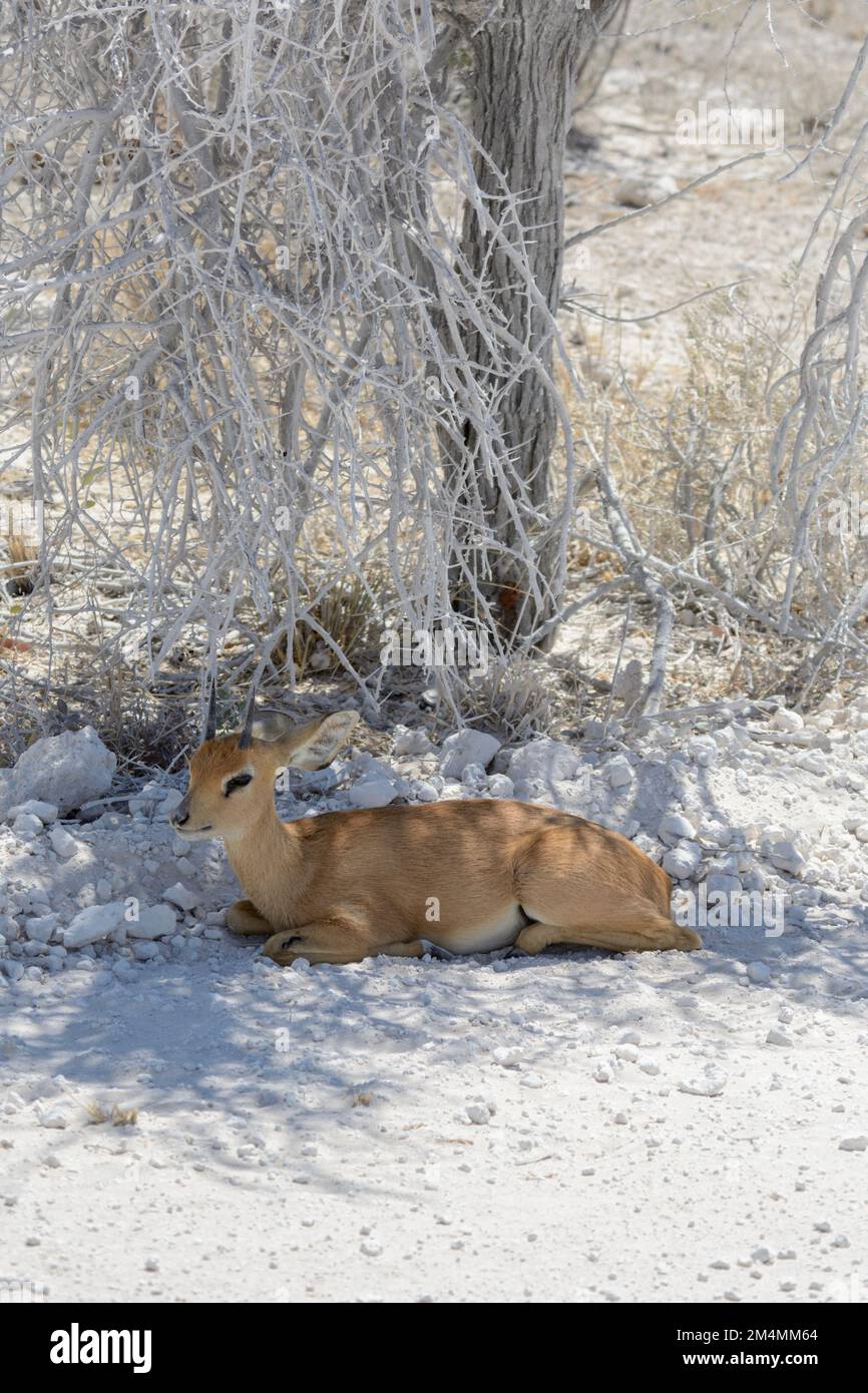 Steenbok (Raphicerus campestris) petit antilope commun d'Afrique australe et orientale. Également connu sous le nom de steinbuck ou steinbok Banque D'Images