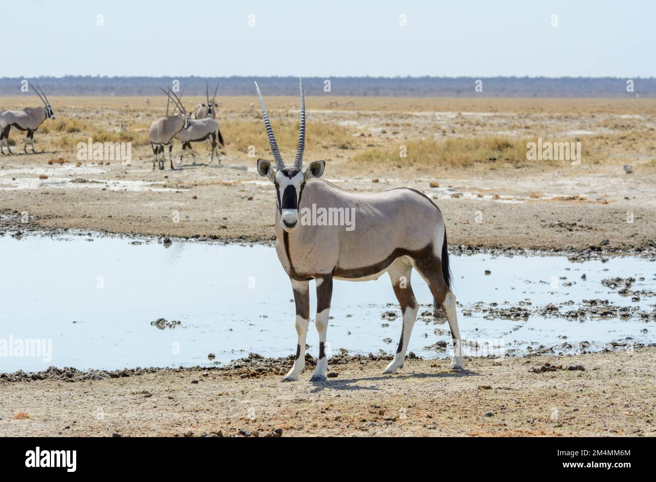 Oryx, gemsbok, gemsbuck ou oryx sud-africain (Oryx gazella), regardant la caméra dans un trou d'eau dans le parc national d'Etosha, Namibie, Afrique du Sud-Ouest Banque D'Images