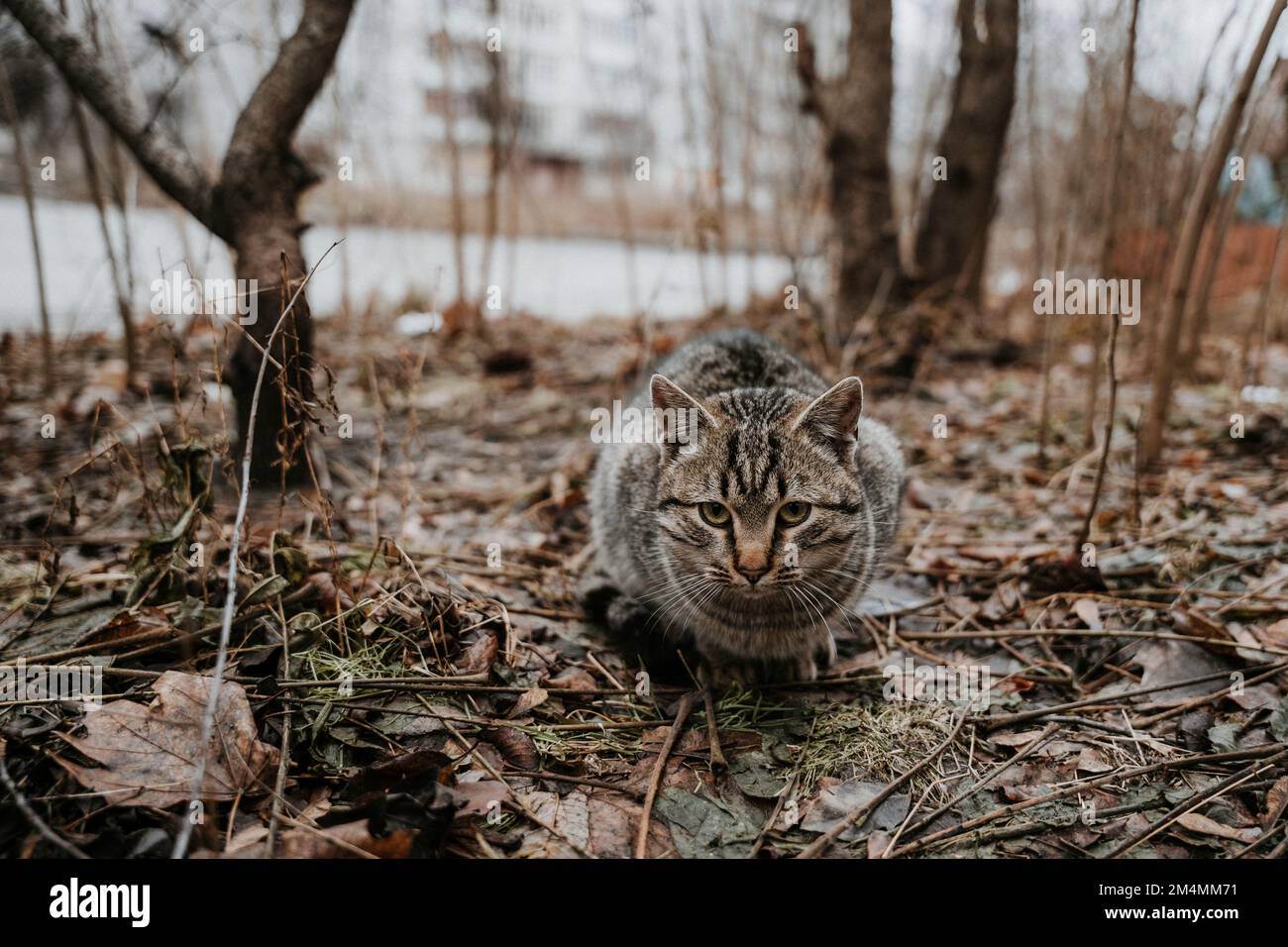 Des chats errants patrouillent dans les rues vides du district de Saltivka à Kharkiv après que la zone ait été détruite par des roquettes et de l'artillerie russes. Banque D'Images