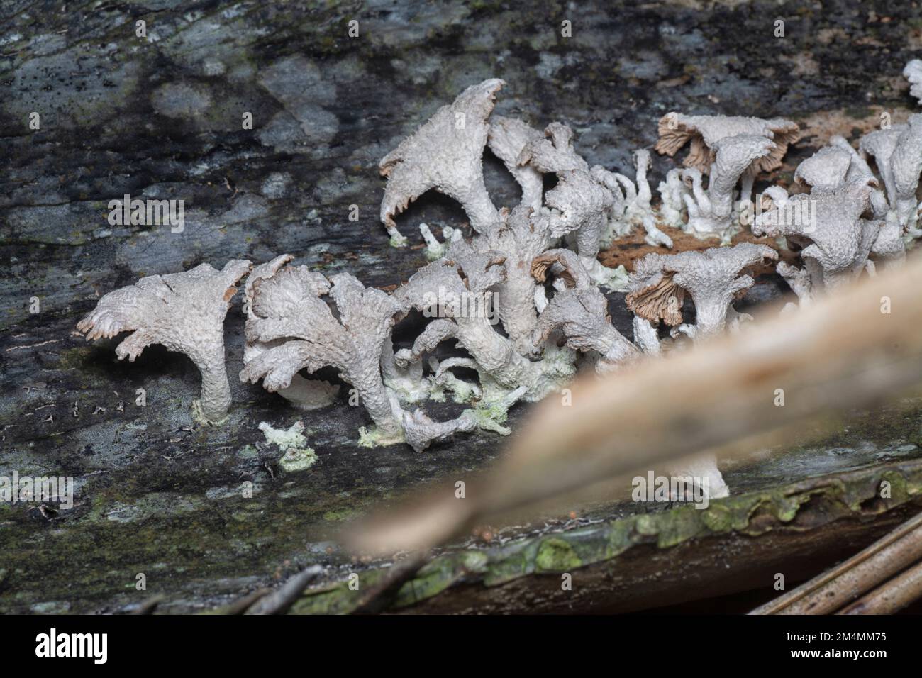 les champignons sauvages en forme d'entonnoir brun clair. Banque D'Images