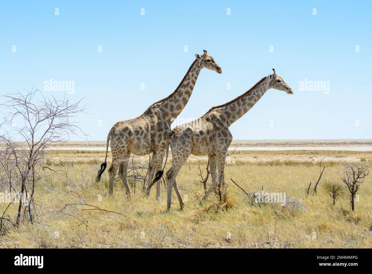 Girafes angolaises (Giraffa camelopardalis angolensis ou Giraffa giraffa angolensis) marchant le long de la cuvette de sel dans le parc national d'Etosha, en Namibie Banque D'Images