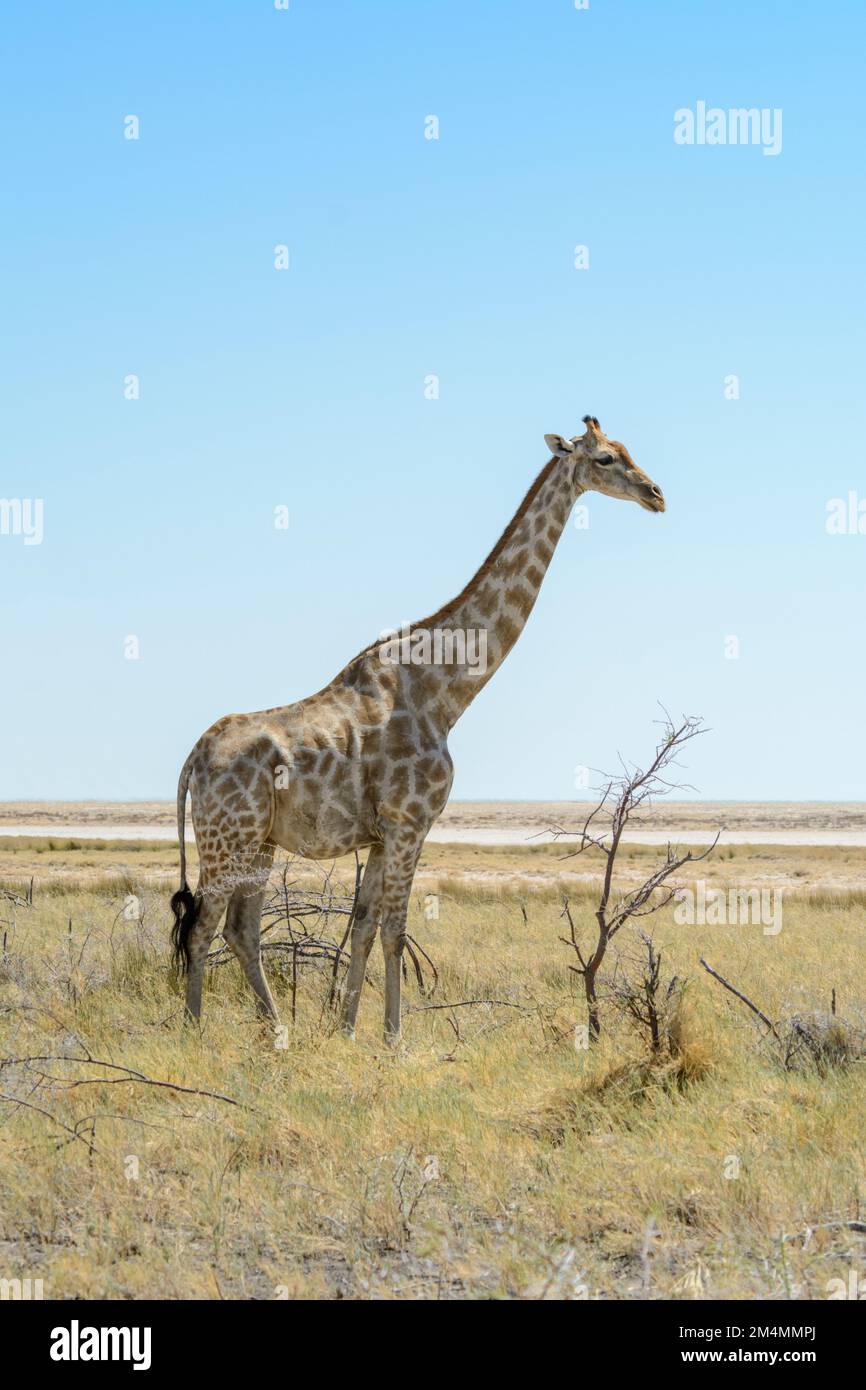 Girafes angolaises (Giraffa camelopardalis angolensis ou Giraffa giraffa angolensis) marchant le long de la cuvette de sel dans le parc national d'Etosha, en Namibie Banque D'Images
