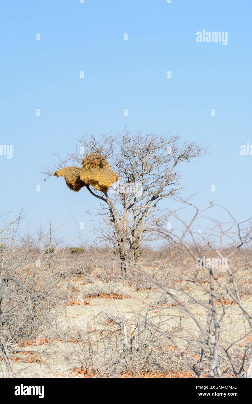 Un nid d'oiseau géant construit par les oiseaux de Weaver sociables (Philetairus socius) est suspendu dans un arbre dans le parc national d'Etosha, en Namibie, en Afrique du Sud-Ouest Banque D'Images