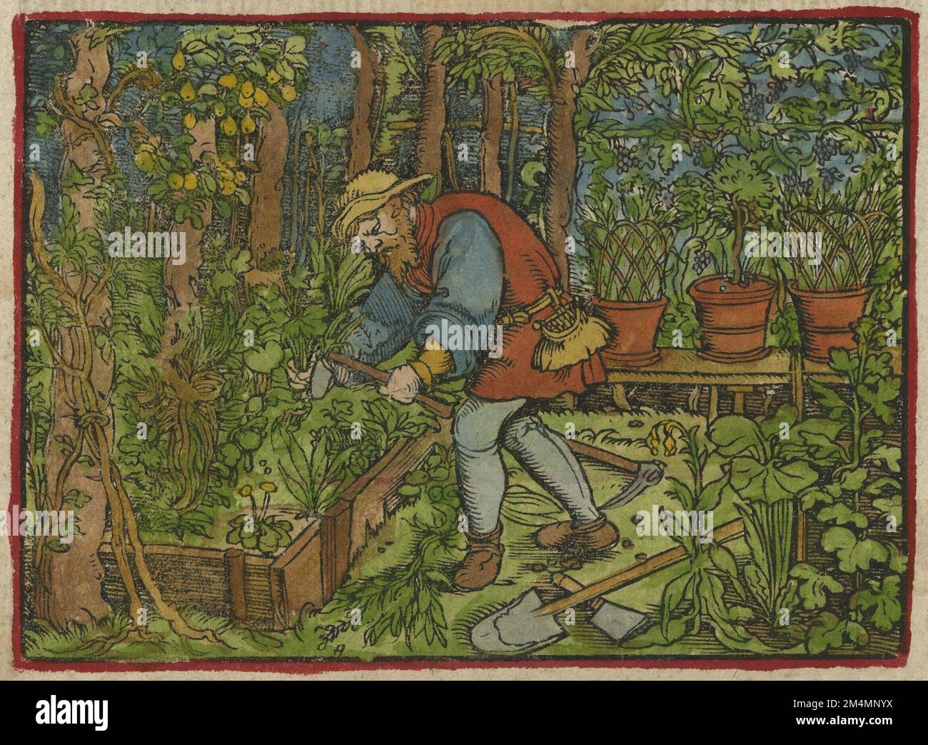 Une empreinte de bois de couleur main d'un jardinier médiéval de 'The Herbal' ou 'Krauterbucc'h par Adam Lonicer (Lonitzer). L'homme travaille avec des outils assortis de plantation dans un lit surélevé avec arbre de fruit derrière et une vigne. Les plates-formes en bois surélevées sont adjacentes à des pots de topiaire et de dianthus. Bien que Lonicer ait imprimé quatre éditions du Krauterbuch entre 1557 et 77, la première édition de cette image est citée comme 1545 (Wellcome Library). Toutefois, il pourrait s'agir d'un exemplaire datant du 17th siècle, publié à Francfort, vers 1670. Banque D'Images