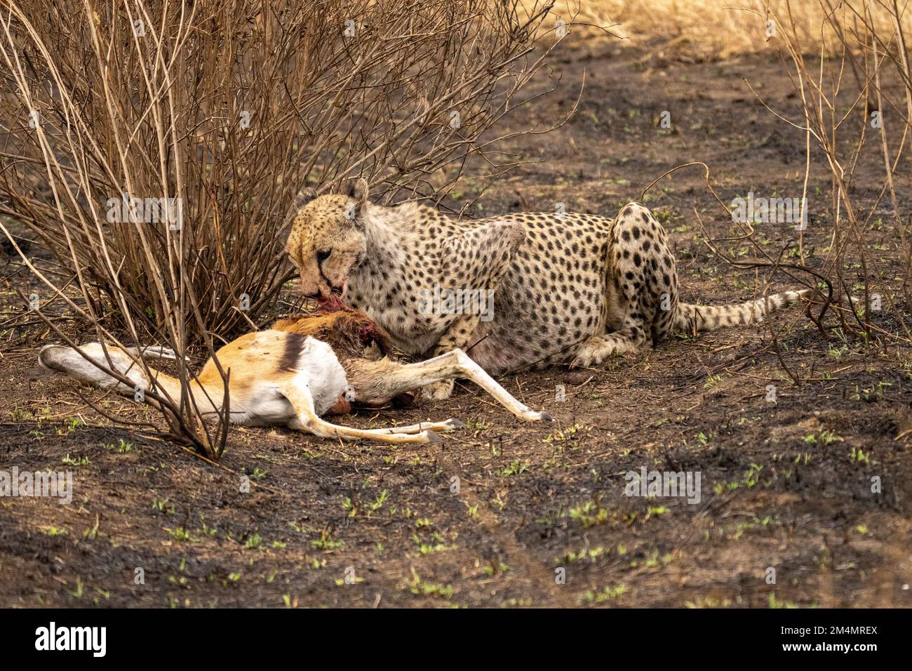 Cheetah se nourrissant d'une gazelle de Thomson chassée photographiée en Tanzanie Banque D'Images