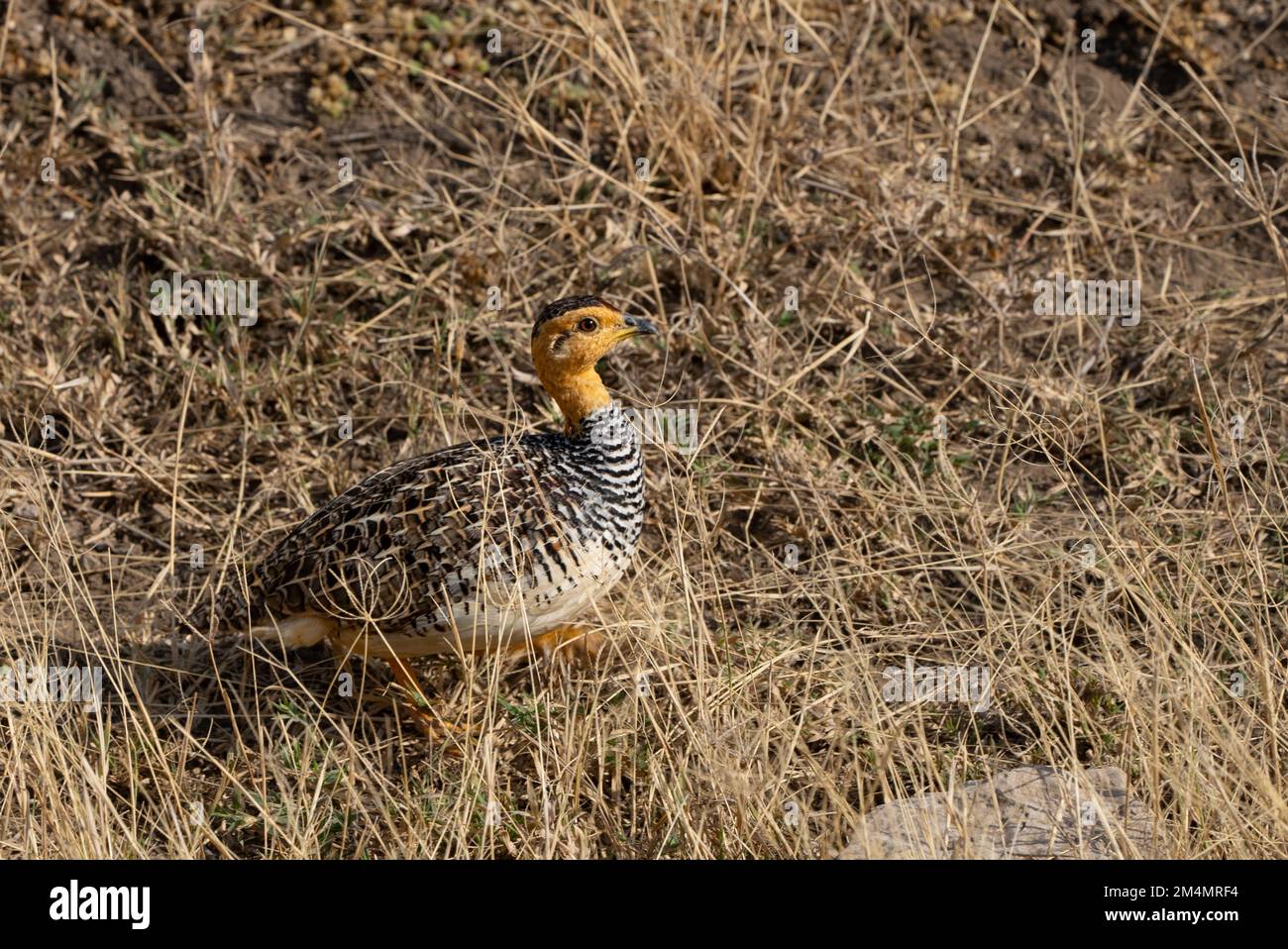 Coqui francolin (Campocolinus coqui) est une espèce d'oiseau de la famille des Phasianidae. Photographié en Tanzanie Banque D'Images