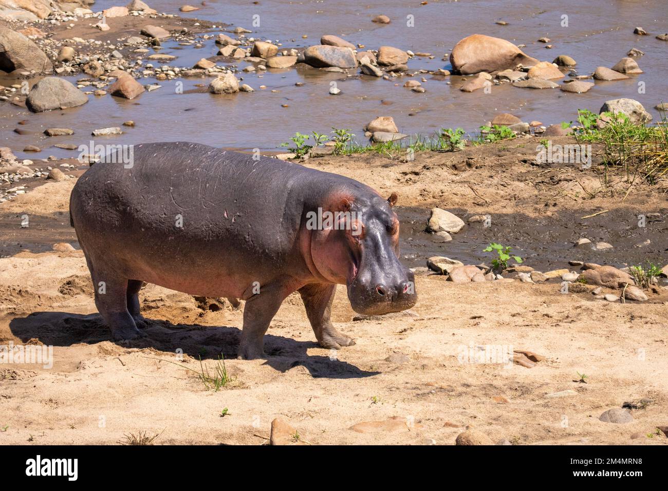 Un seul hippopotame sur terre sèche près d'une rivière au parc national de Serengeti, Tanzanie Banque D'Images