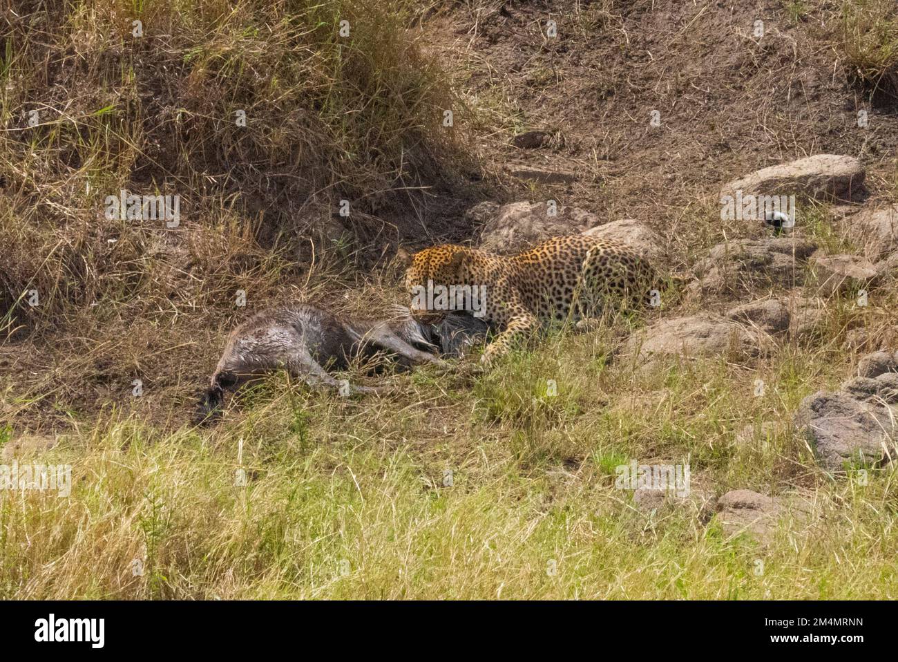 Léopard se nourrissant d'un wildebeest chassé photographié en Tanzanie Banque D'Images