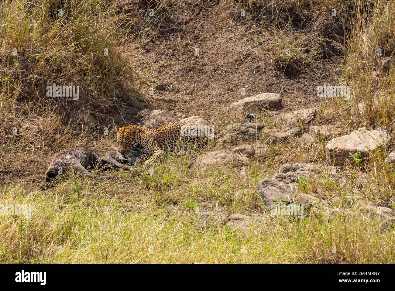 Léopard se nourrissant d'un wildebeest chassé photographié en Tanzanie Banque D'Images