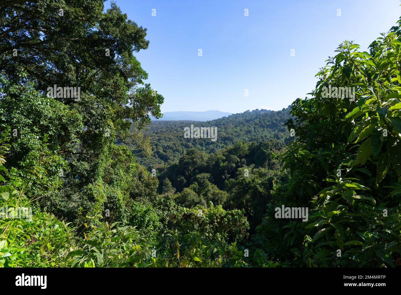 Zone de conservation du cratère de Ngorongoro Tanzanie Banque D'Images
