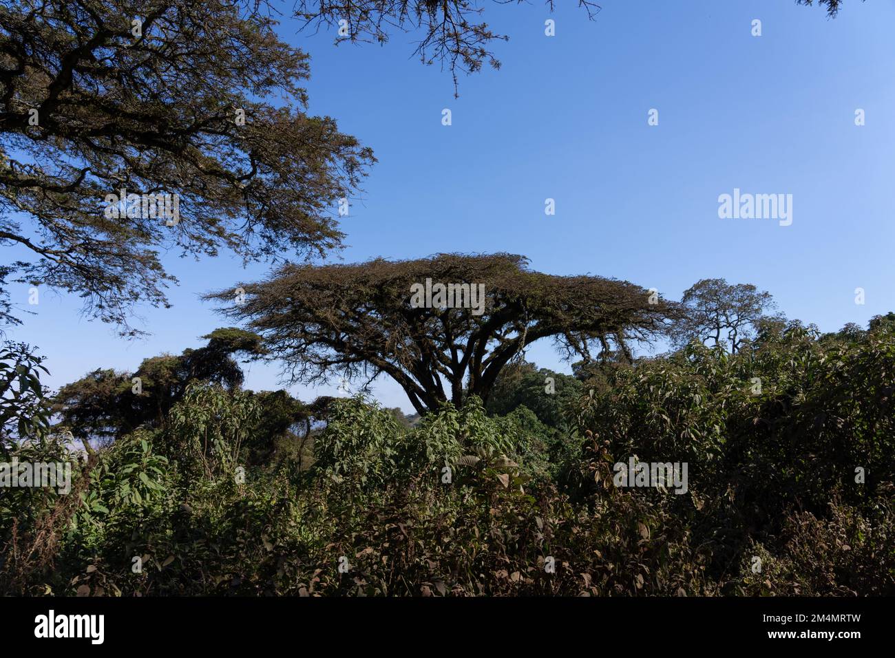 Zone de conservation du cratère de Ngorongoro Tanzanie Banque D'Images