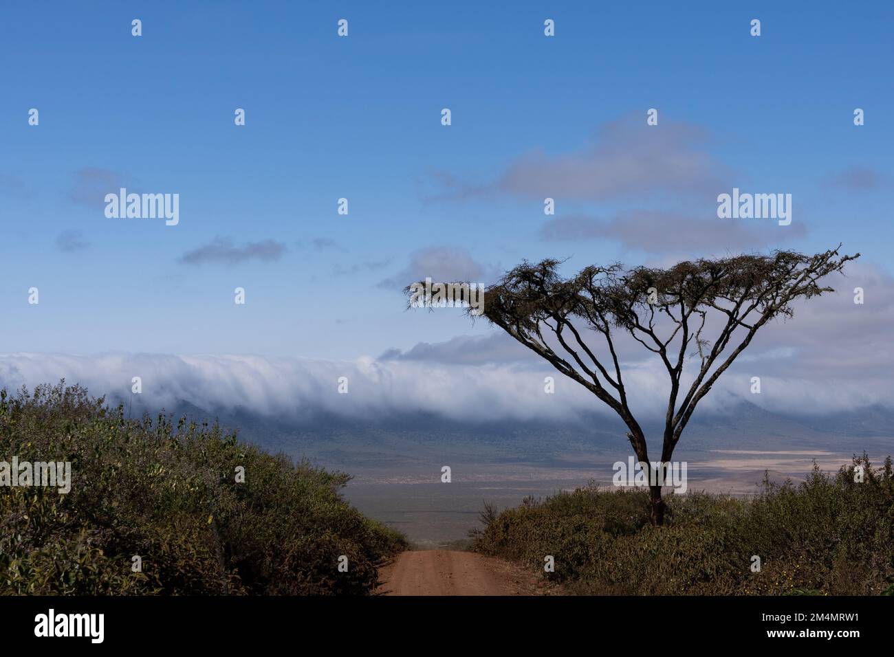 Zone de conservation du cratère de Ngorongoro Tanzanie Banque D'Images