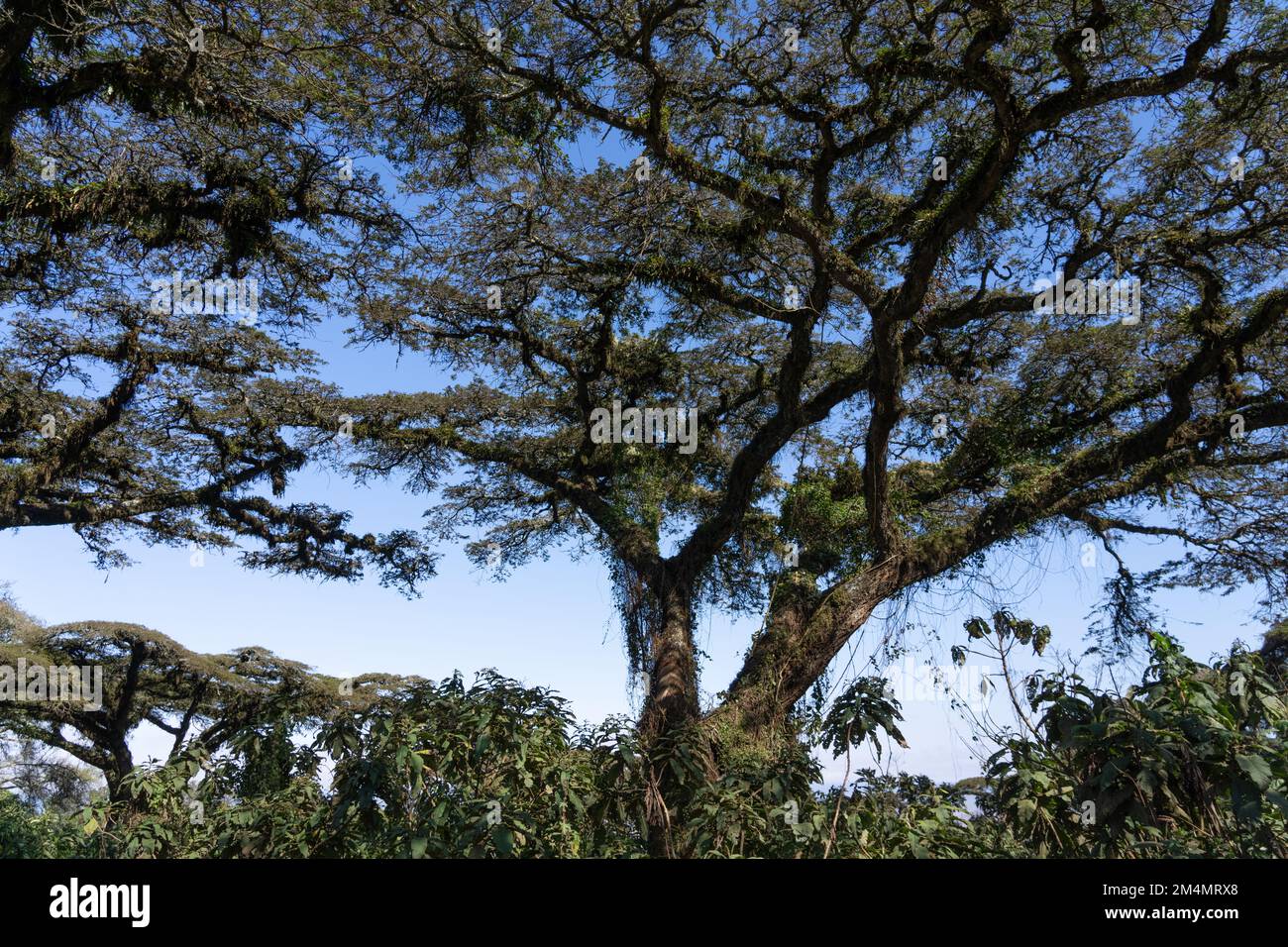 Zone de conservation du cratère de Ngorongoro Tanzanie Banque D'Images