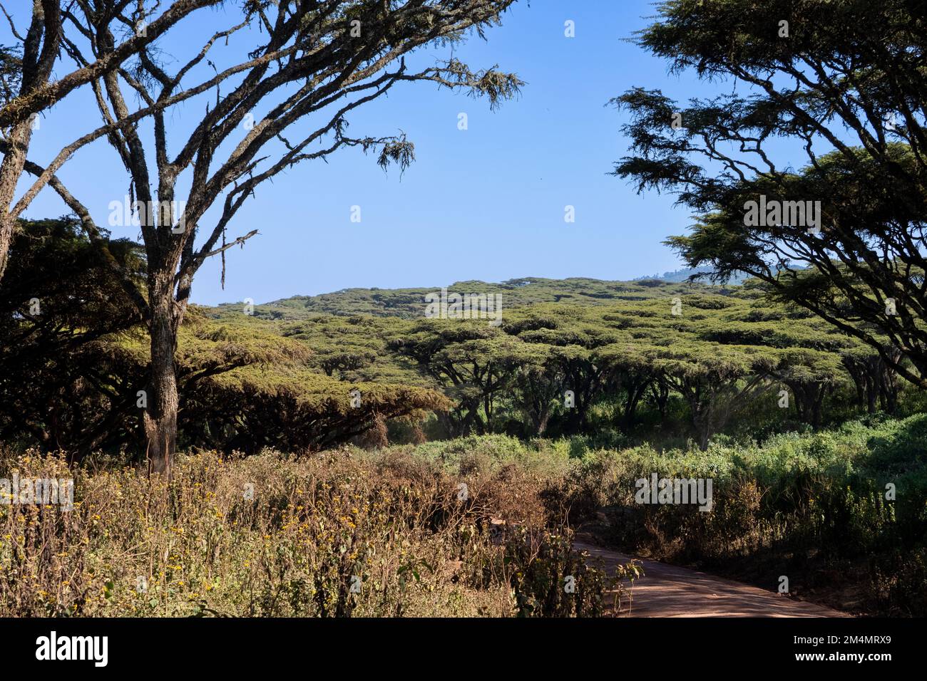 Zone de conservation du cratère de Ngorongoro Tanzanie Banque D'Images