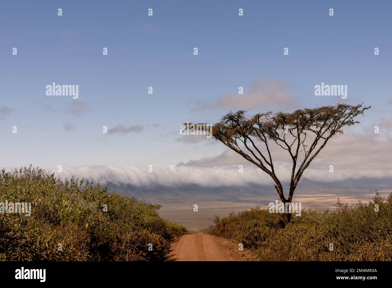 Zone de conservation du cratère de Ngorongoro Tanzanie Banque D'Images