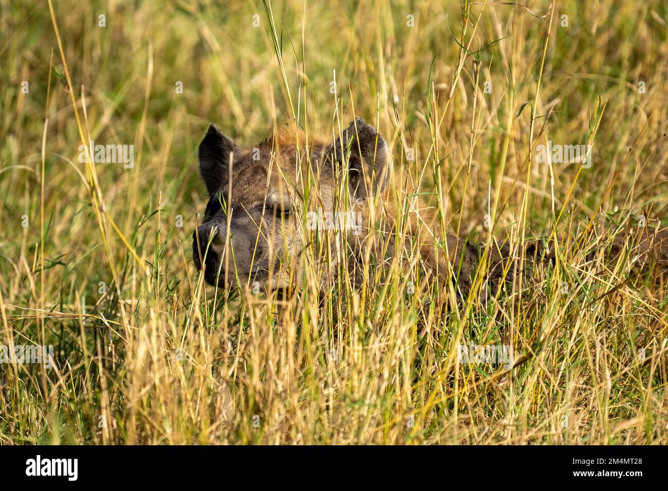 Hyena tachetée (Crocuta crocuta). Dans l'herbe photographiée à Serengeti Tanzanie Banque D'Images