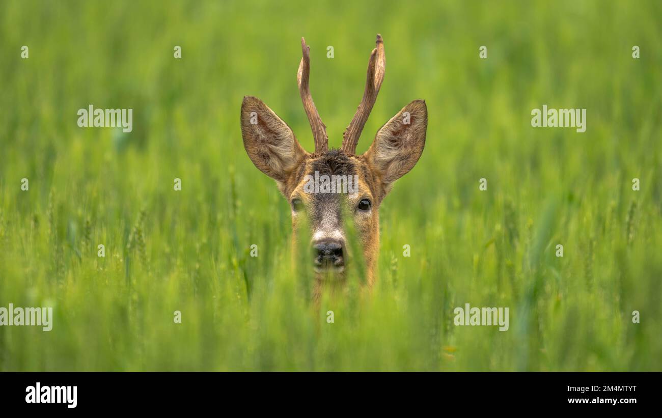 Un cerf de Virginie avec des bois debout dans un champ d'herbe haute Banque D'Images