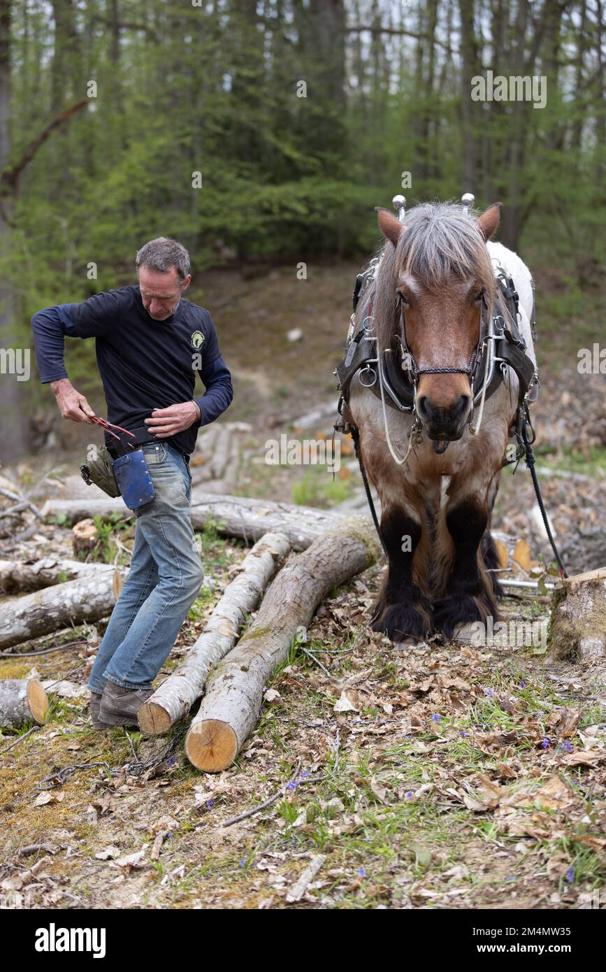 Frankie Woodgate & Tobias utilise une « arche en bois » pour tirer des troncs d'arbres partiellement suspendus, Scotty Castle, Tunbridge Wells, Kent, Royaume-Uni Banque D'Images