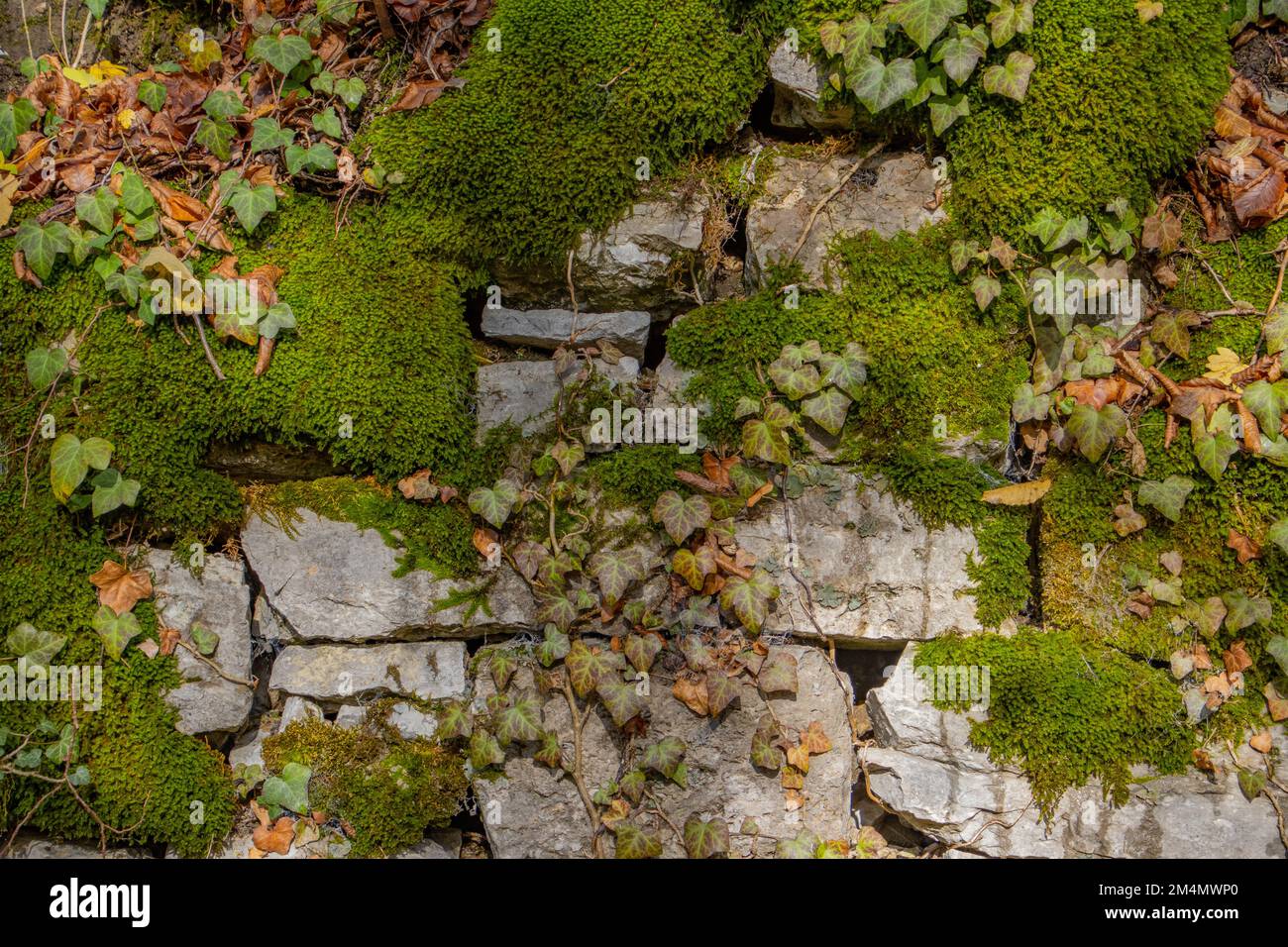 Vieux mur en pierre naturelle recouvert de mousse verte et de lierre pour un fond naturel Banque D'Images