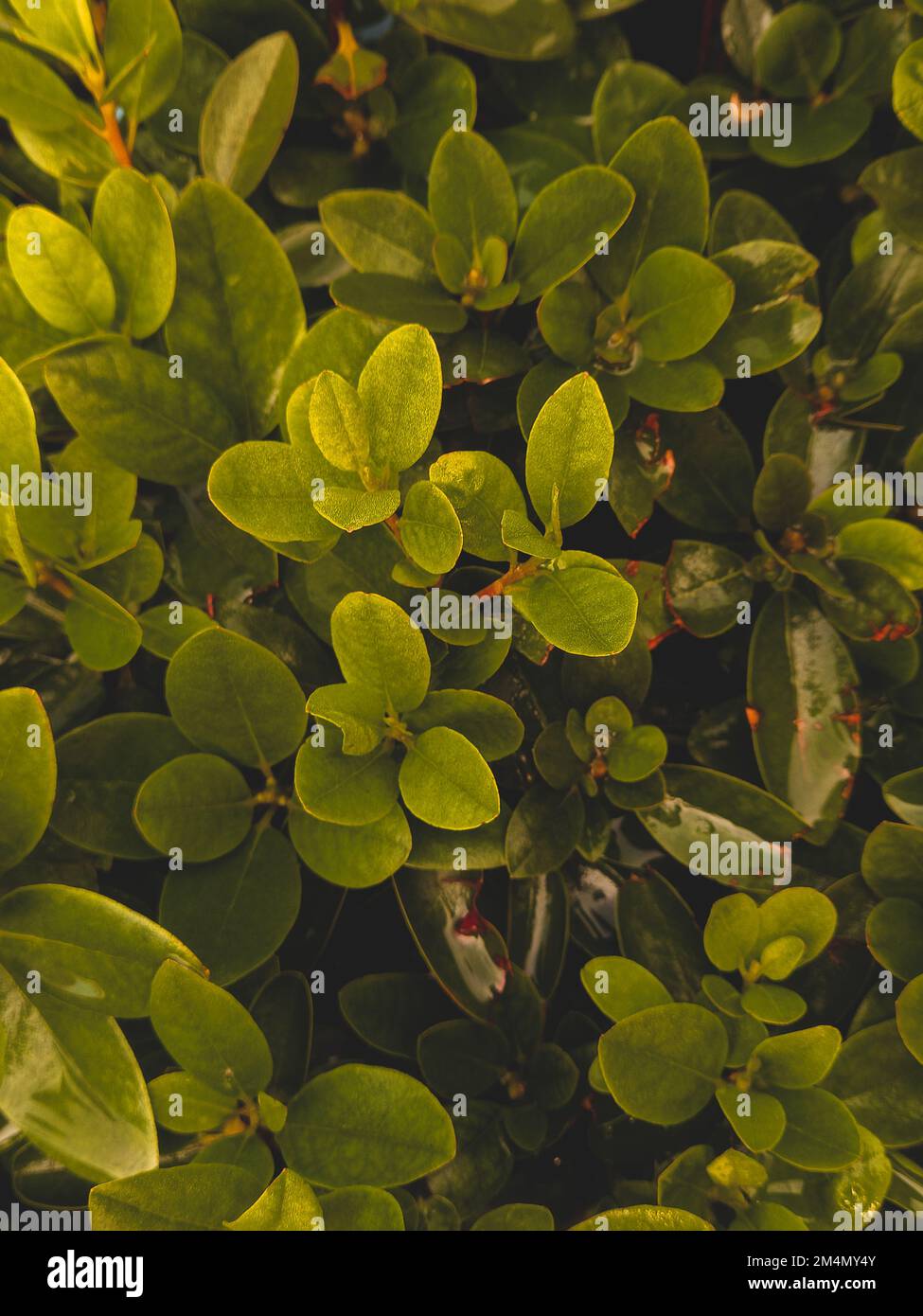 Texture des feuilles de buis. Arrière-plan de feuilles luxuriantes. Buxus sempervirens rotundifolia. Banque D'Images
