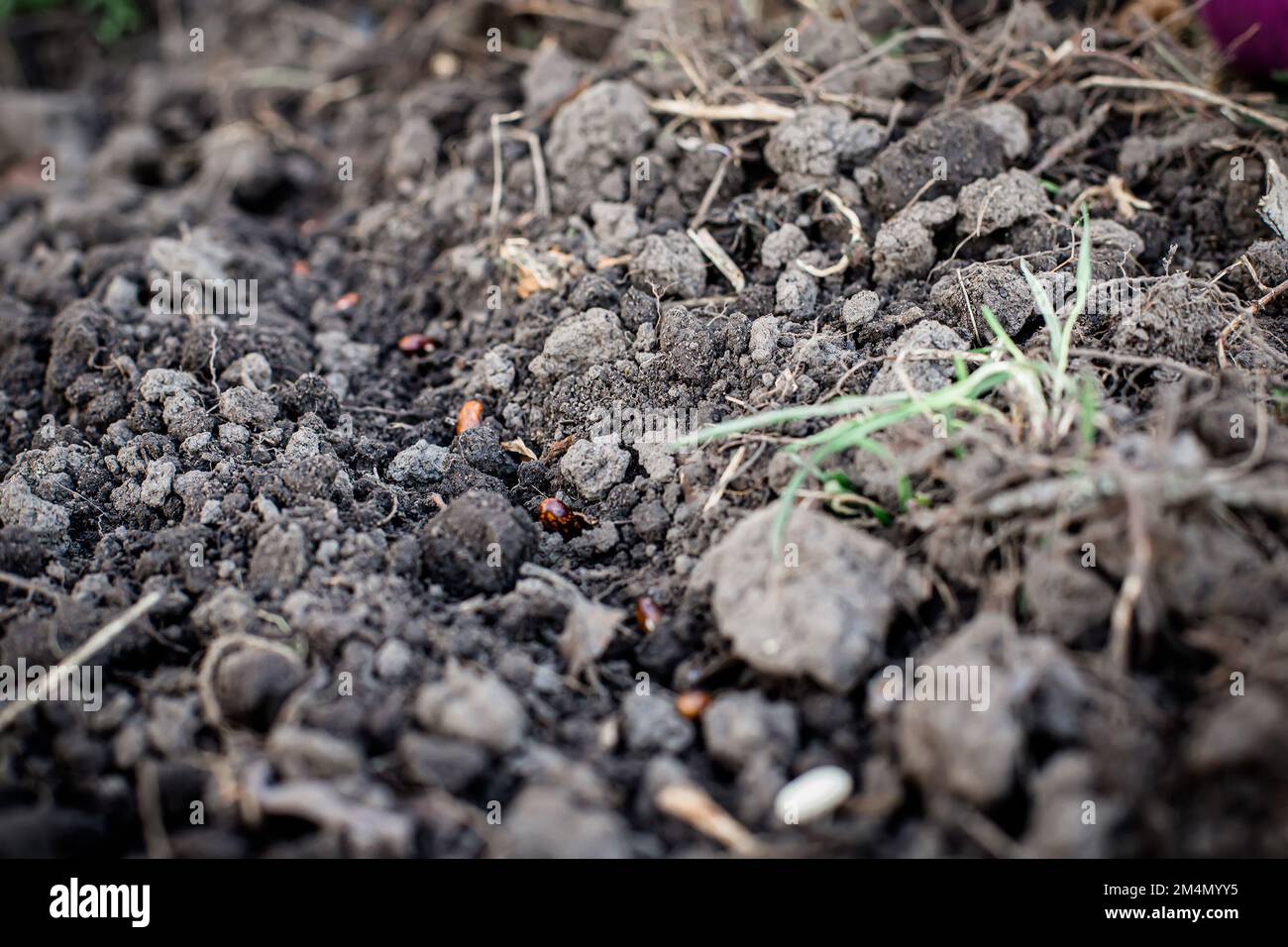 Graines de haricots sur le lit. Jardin de légumes au printemps. Agriculture biologique. Banque D'Images