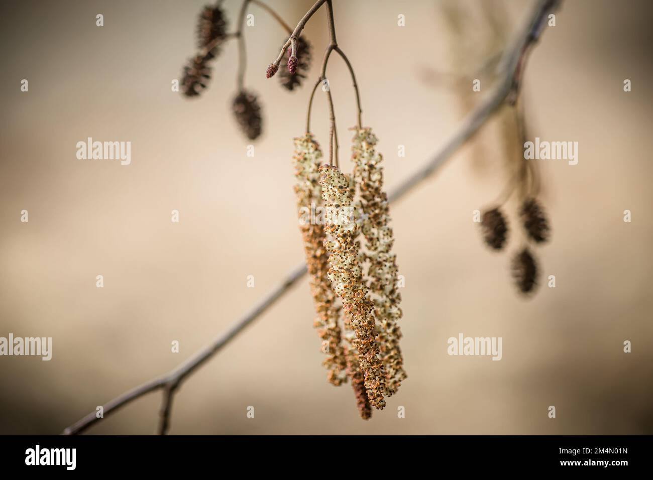 Incroyable aulne commun, aulne noir ou aulne européen, Alnus catkin floraison au printemps. Plante médicinale alnus glutinosa à utiliser en médecine alternative Banque D'Images