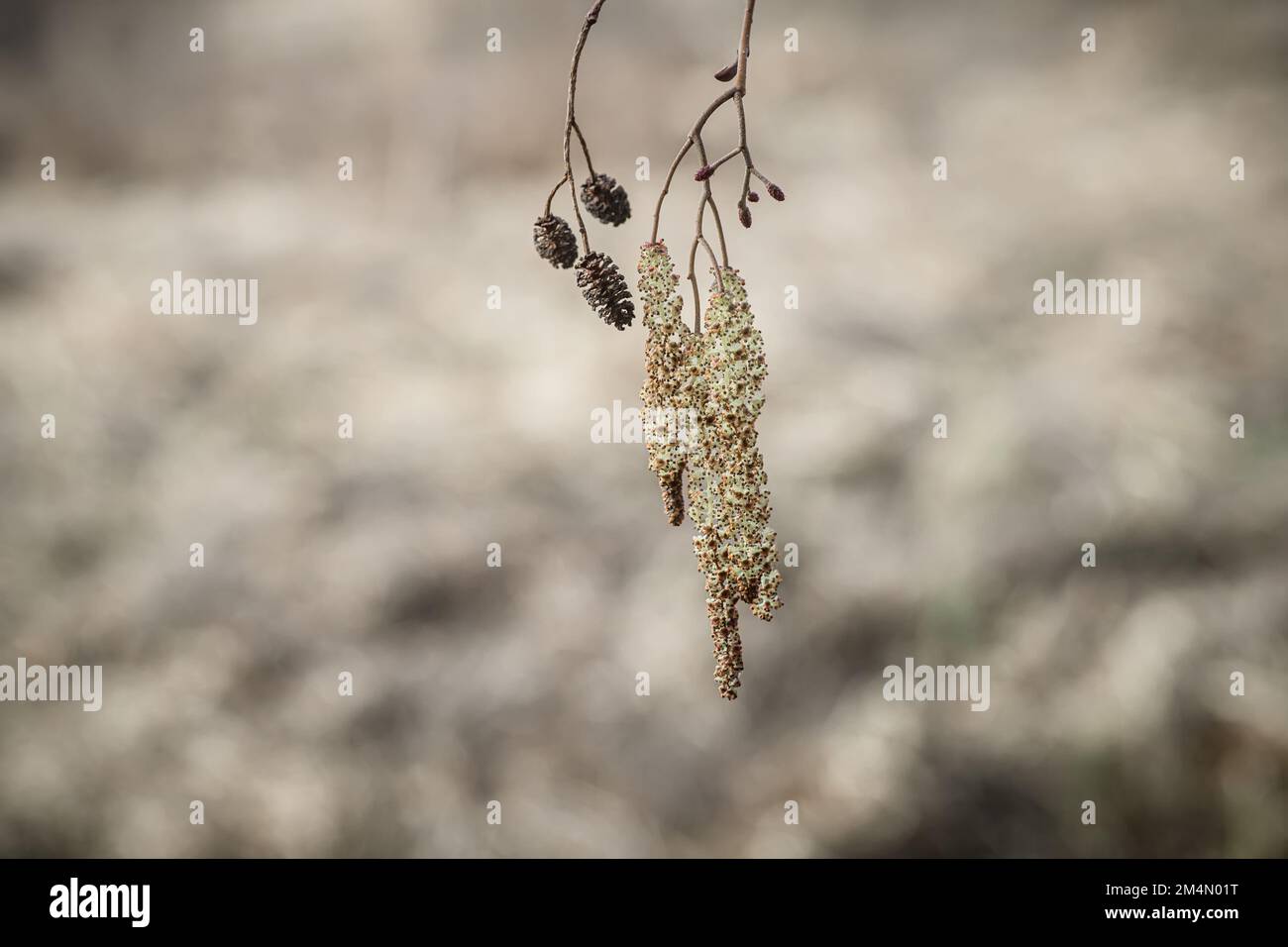 Incroyable aulne commun, aulne noir ou aulne européen, Alnus catkin floraison au printemps. Plante médicinale alnus glutinosa à utiliser en médecine alternative Banque D'Images