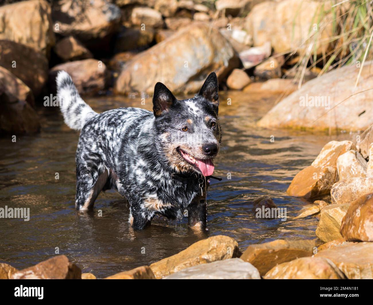 Chien de bétail australien (Blue Heeler) debout dans une rivière à l'air heureux et attentif. Banque D'Images