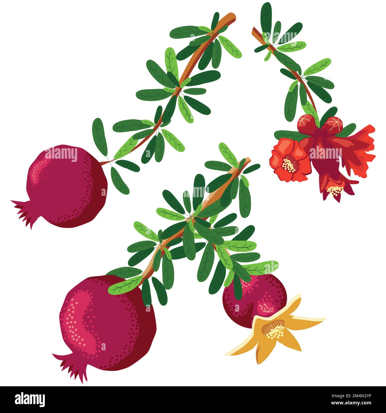 Branches de grenade avec fruits et fleurs. Symbole de bonne chance, vie éternelle, amour, fertilité, abondance. Symbole d'Israël et d'Azerbaïdjan. Illustration de Vecteur