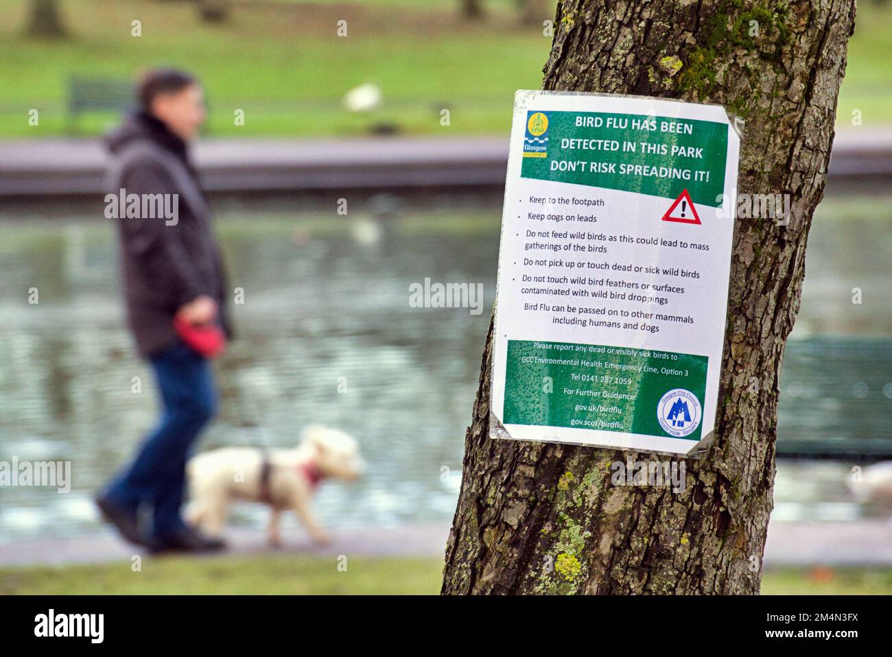 Glasgow, Écosse, Royaume-Uni 22nd décembre 2022. En plus de l'épidémie de grippe aviaire à Hogganfield loch, précédemment documentée, la population importante et concentrée d'oiseaux de l'étang dans le parc KNightswood a vu une éclosion avec des avertissements accrochés aux arbres. L'avertissement qui en résulte aux propriétaires et à leurs chiens au sujet de la contamination croisée des nourrir signifie que les animaux ont faim et fourragent pour équilibrer le manque à gagner . Crédit Gerard Ferry/Alay Live News Banque D'Images