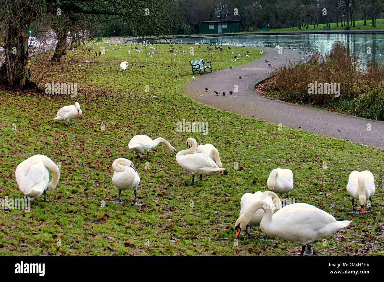 Glasgow, Écosse, Royaume-Uni 22nd décembre 2022. En plus de l'épidémie de grippe aviaire à Hogganfield loch, précédemment documentée, la population importante et concentrée d'oiseaux de l'étang dans le parc KNightswood a vu une éclosion avec des avertissements accrochés aux arbres. L'avertissement qui en résulte aux propriétaires et à leurs chiens au sujet de la contamination croisée des nourrir signifie que les animaux ont faim et fourragent pour équilibrer le manque à gagner . Crédit Gerard Ferry/Alay Live News Banque D'Images