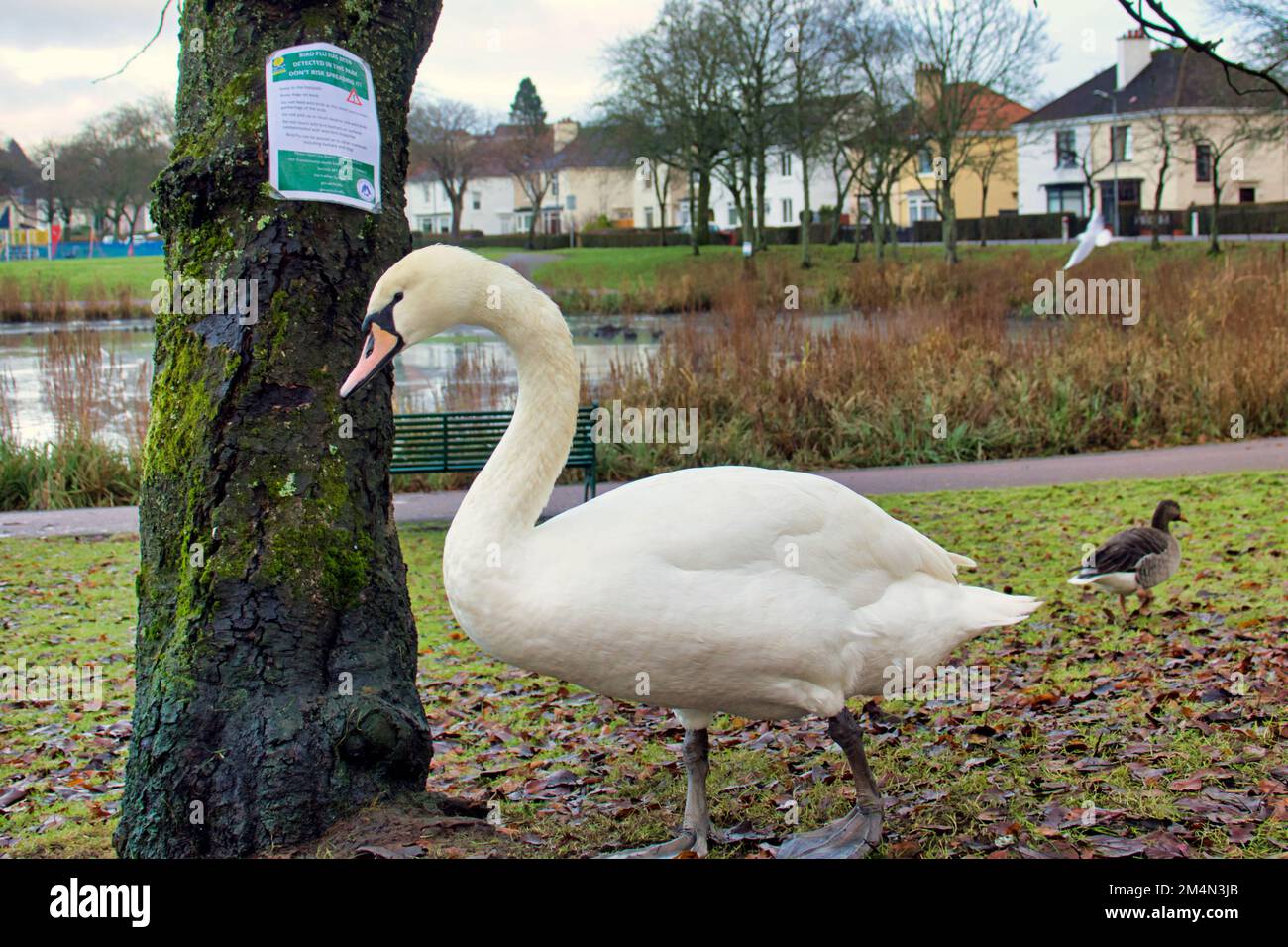 Glasgow, Écosse, Royaume-Uni 22nd décembre 2022. En plus de l'épidémie de grippe aviaire à Hogganfield loch, précédemment documentée, la population importante et concentrée d'oiseaux de l'étang dans le parc KNightswood a vu une éclosion avec des avertissements accrochés aux arbres. L'avertissement qui en résulte aux propriétaires et à leurs chiens au sujet de la contamination croisée des nourrir signifie que les animaux ont faim et fourragent pour équilibrer le manque à gagner . Crédit Gerard Ferry/Alay Live News Banque D'Images