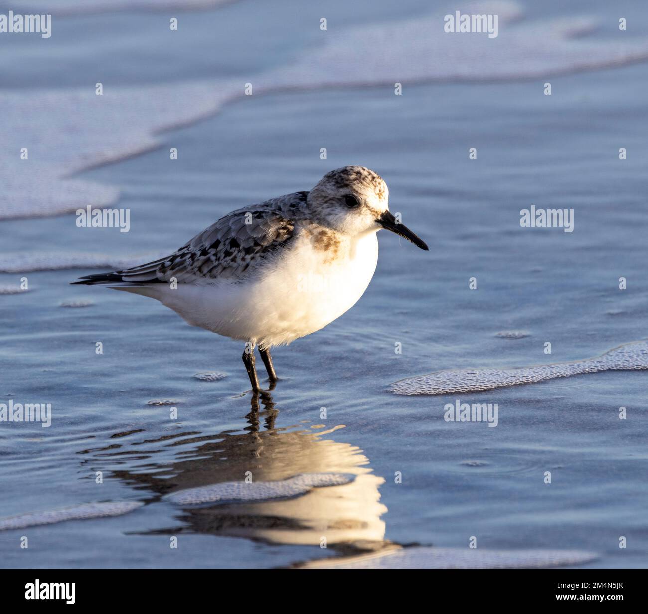 Le Sanderling est un petit oiseau qui se reproduit dans l'extrême-Arctique. Leur plumage d'hiver est pâle et court et sombre. Ils préfèrent les plages de sable Banque D'Images