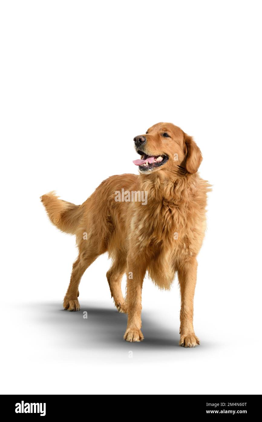 Chien Golden Retriever sur fond blanc avec ombre. Banque D'Images