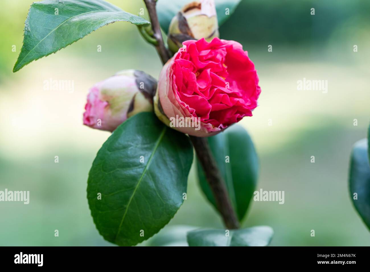 Vue rapprochée de magnifiques fleurs de camelia rouges ou de fleurs de camelia avec des feuilles vertes au printemps. Banque D'Images