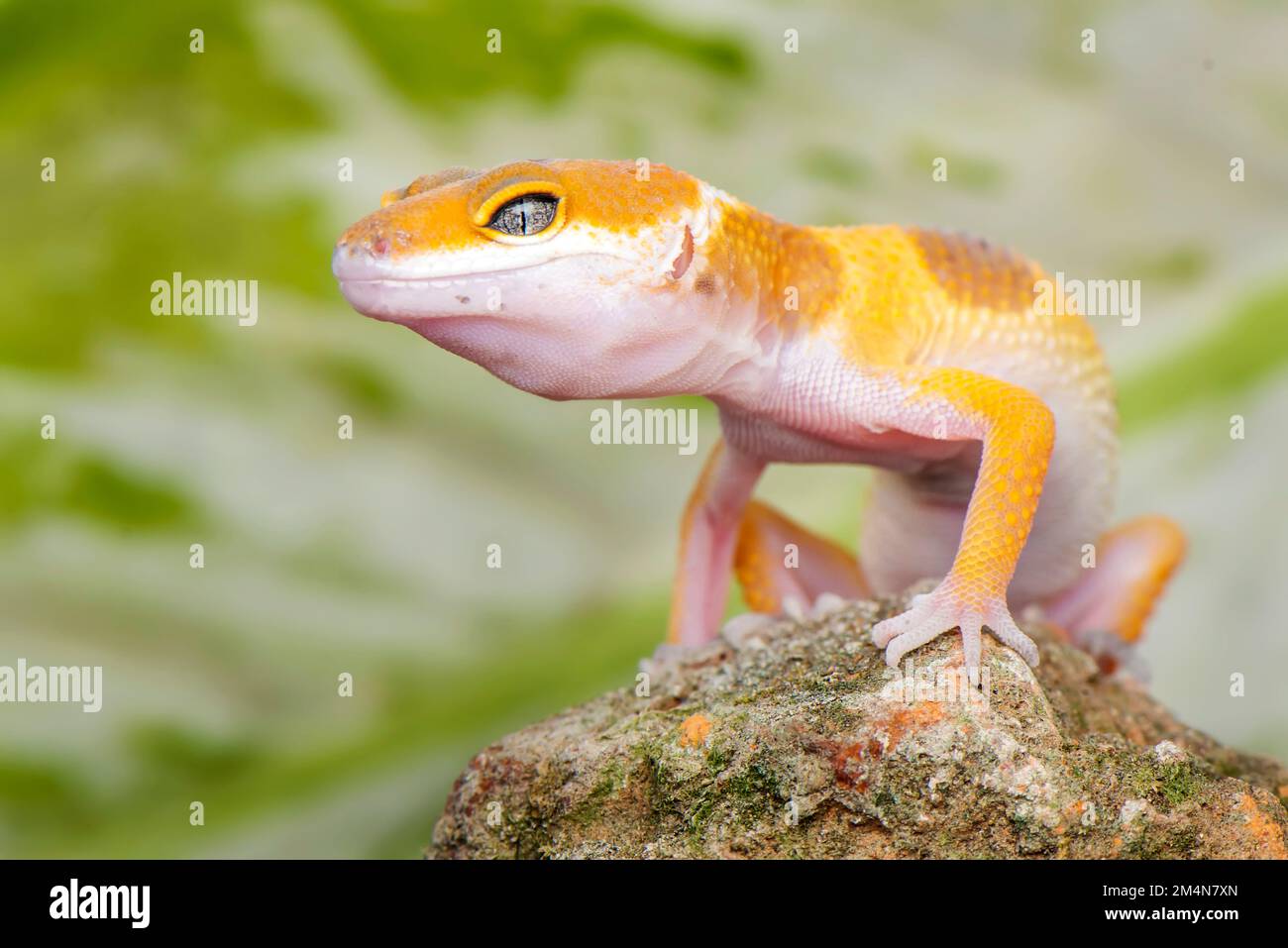 Patte de gecko Banque de photographies et d’images à haute résolution — free download