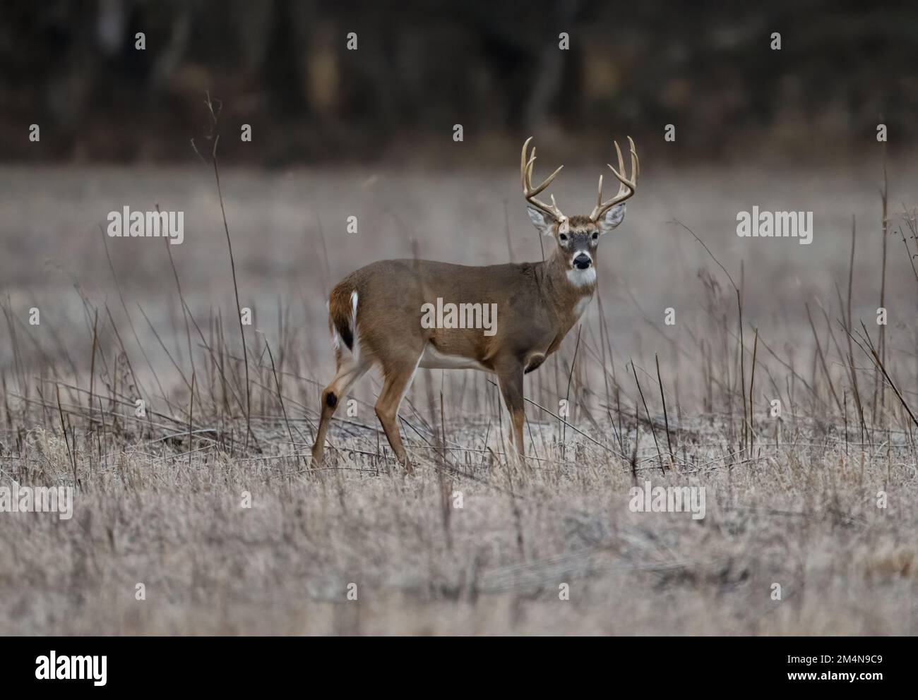 Un foyer sélectif d'un cerf de Colombie à queue blanche à la fourrure brune debout dans un champ en hiver, avec une forêt dans un arrière-plan flou Banque D'Images