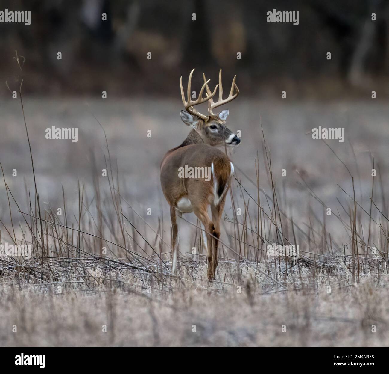 Vue arrière d'un cerf de Colombie à queue blanche, à la fourrure brune, debout dans un champ en hiver, avec une forêt en arrière-plan flou Banque D'Images