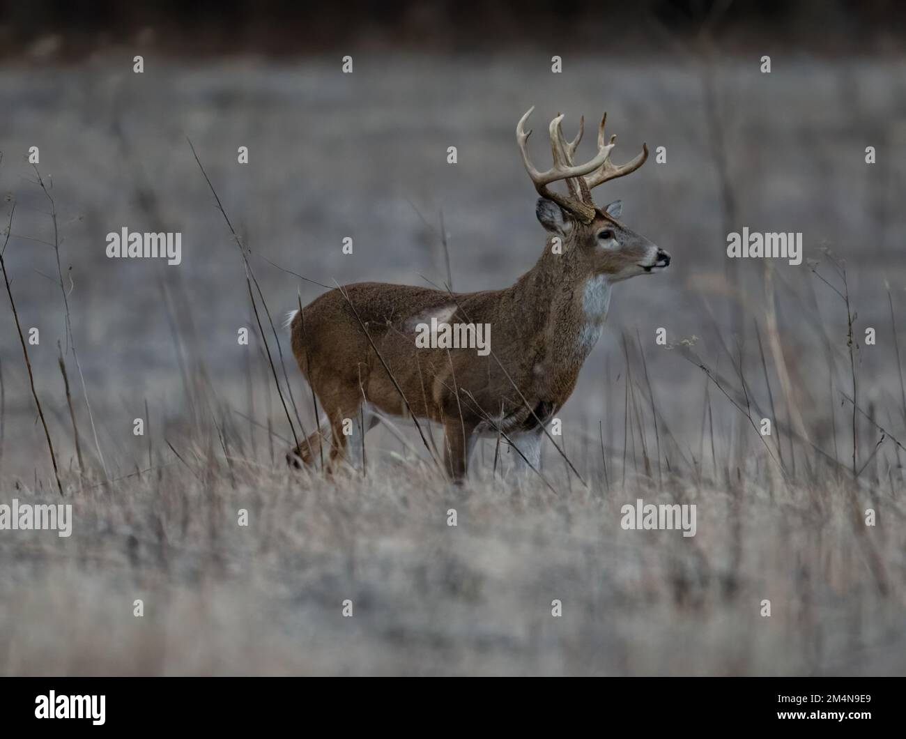 Un foyer sélectif d'un cerf de Colombie à queue blanche à la fourrure brune debout dans un champ en hiver, avec une forêt dans un arrière-plan flou Banque D'Images