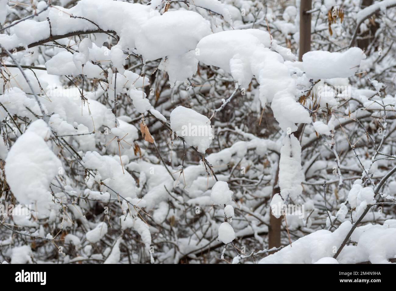 Une brousse couverte de la première neige moelleuse près de la maison sur la rue, cadre vertical. Magnifiques buissons enneigés en hiver. Banque D'Images