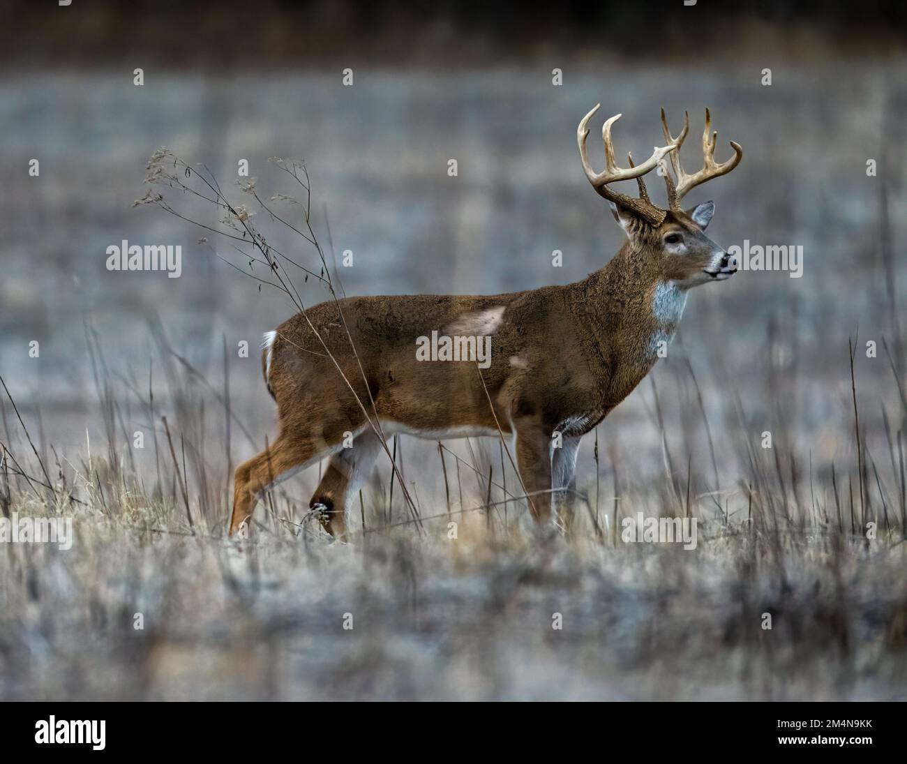 Un foyer sélectif d'un cerf de Colombie à queue blanche à la fourrure brune debout dans un champ en hiver, avec une forêt dans un arrière-plan flou Banque D'Images