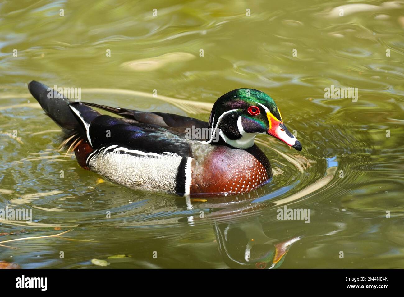 Mâle Wood Duck, Aix Sponsa, qui déborde sur un lac en Caroline du Nord Banque D'Images