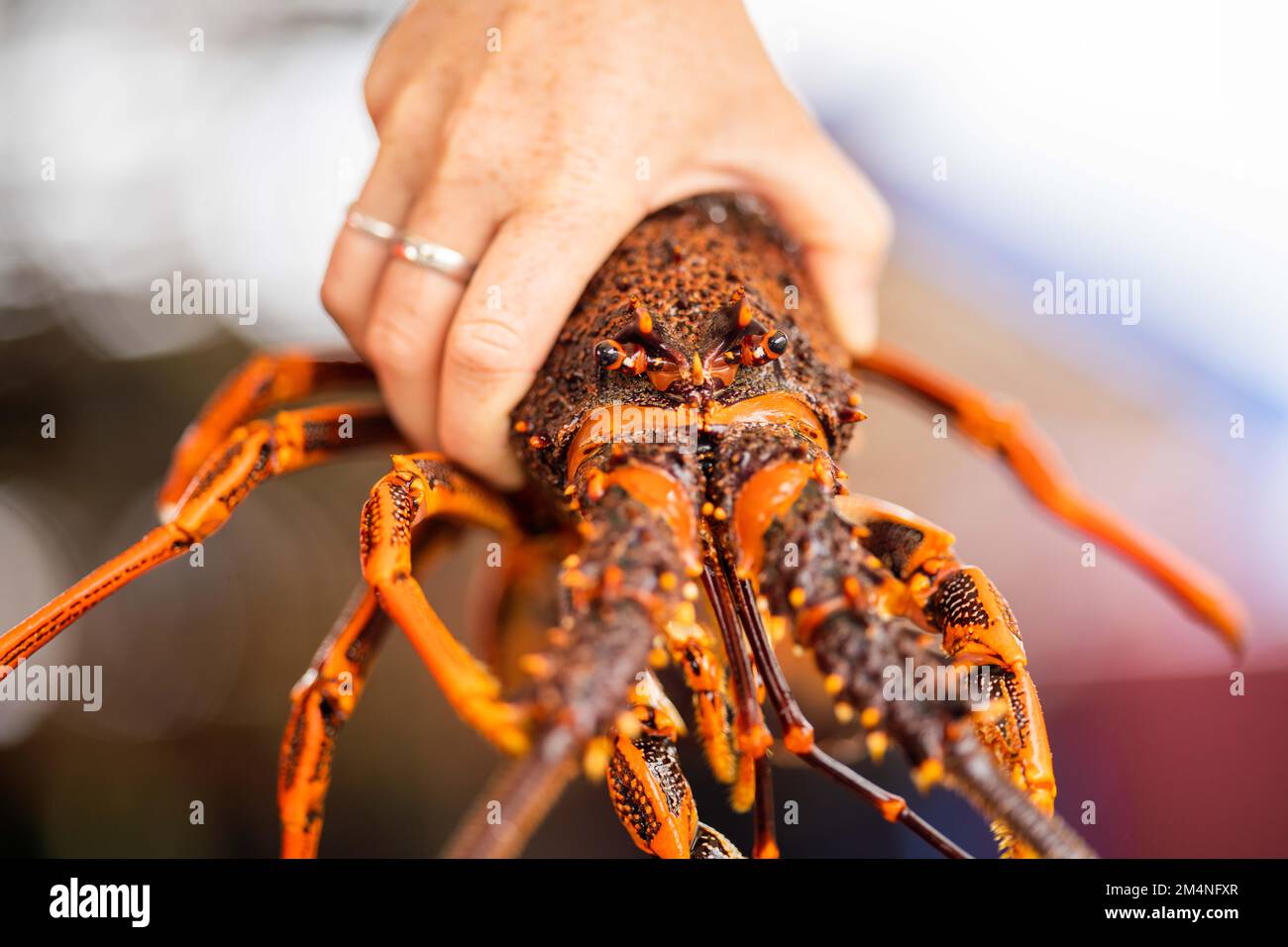 Gros plan sur un homard vivant pêché aux États-Unis. Langouste en ...