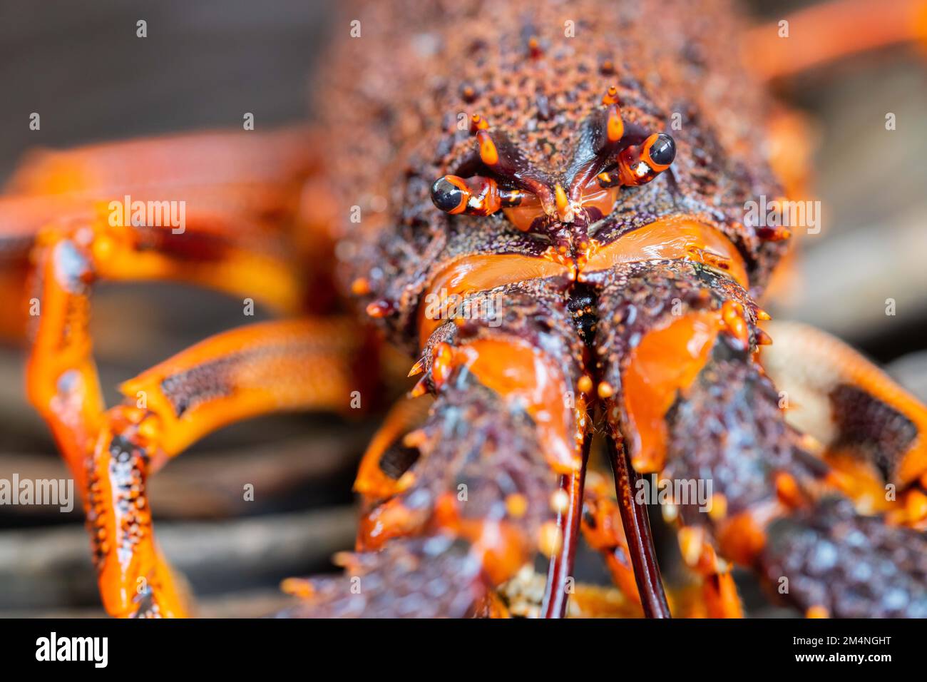 Pêche au homard de la côte est en Australie. Écrevisse sur un bateau pris dans des pots de homard en australie Banque D'Images