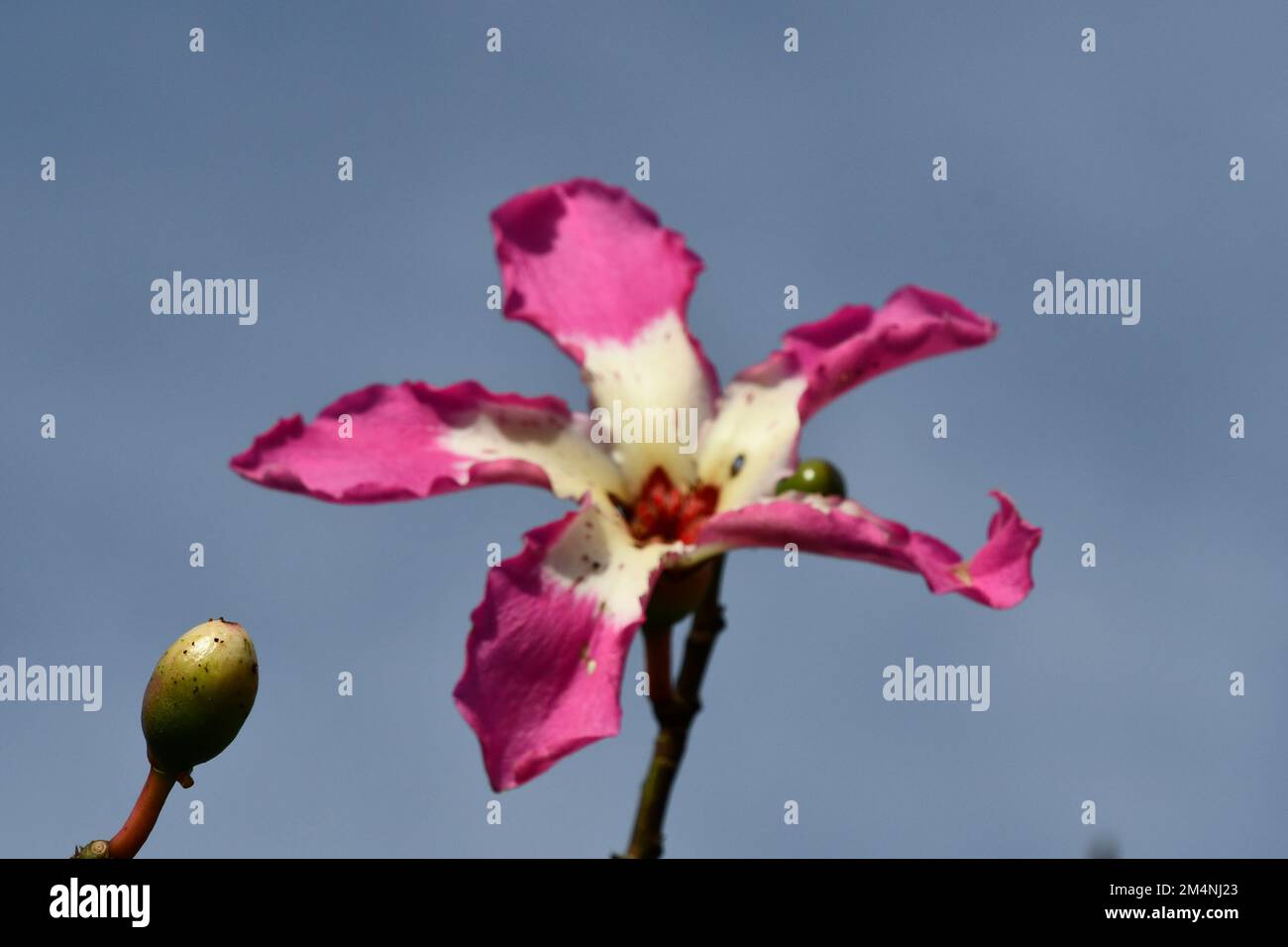 La fleur rose et blanche particulière du kapok Banque D'Images