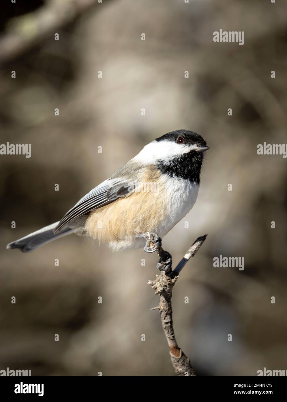 Chickadee en hiver assis sur une seule branche d'arbre Banque D'Images