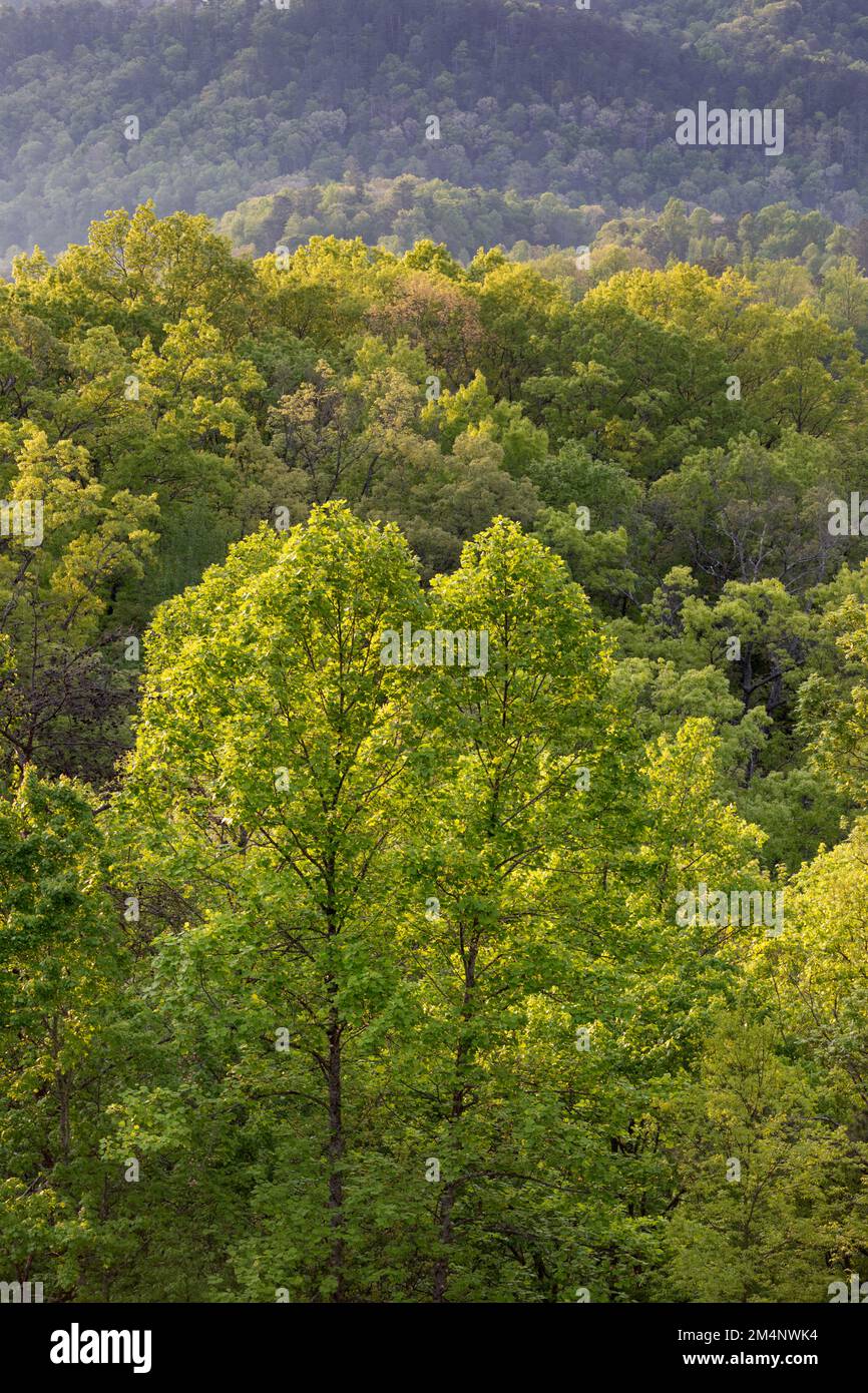 TN00133-00....Tennessee -collines vallonnées de feuillus vues depuis la Foothills Parkway, National Park Service. Banque D'Images