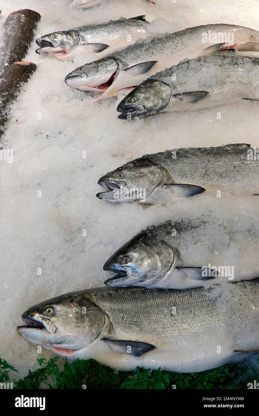 Saumon frais sur glace dans un marché aux poissons de Seattle, WA Banque D'Images